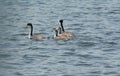 Western Grebe Family Swimming Together
