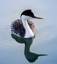 Western Grebe Royalty Free Stock Photo