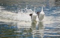 Western Grebe Royalty Free Stock Photo