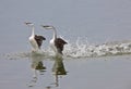 Western Grebe on Lake Royalty Free Stock Photo