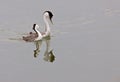 Western Grebe on Lake Royalty Free Stock Photo