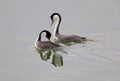 Western Grebe on Lake Royalty Free Stock Photo