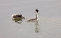 Western Grebe on Lake Royalty Free Stock Photo