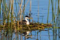 Western Grebe