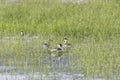 Western grebe nest Royalty Free Stock Photo