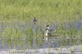 Western grebe nest