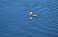 Western Grebe in Newport Backbay, California. Royalty Free Stock Photo