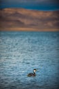 Western Grebe Pyramid Lake Nevada Royalty Free Stock Photo
