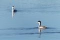 Two western grebes swimming on a lake