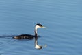 Western grebe swimming in a lake