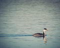 Western Grebe Royalty Free Stock Photo