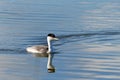 Western grebe swimming on a lake