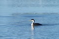 Western grebe swimming on a shallow lake