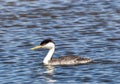 Western Grebe