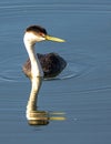 Western Grebe Royalty Free Stock Photo