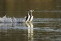 Western Grebes Courting