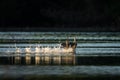 Western Grebes floating on the water surface during sunset