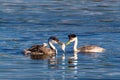 Western Grebes