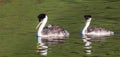 Western Grebes