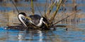 Western Grebes