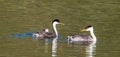 Western Grebes