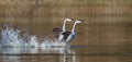 Western Grebes