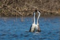 Western Grebes