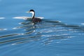 Western Grebes Swimming Amid the Shimmering Water Ripples