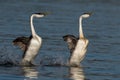 Western grebes swimming in the lake.