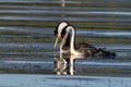 Western grebes swimming in the lake.