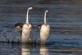 Western grebes swimming in the lake.