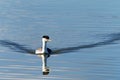 Western grebes swimming towards viewer on reflective water