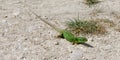 Western Green Lizard Royalty Free Stock Photo