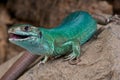 Western green lizard Royalty Free Stock Photo
