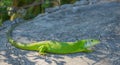 Western Green Lizard Royalty Free Stock Photo