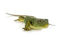 Western green lizard Royalty Free Stock Photo