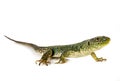 Western green lizard Royalty Free Stock Photo