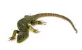 Western green lizard Royalty Free Stock Photo