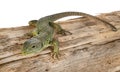 Western green lizard Royalty Free Stock Photo