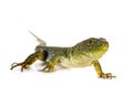 Western green lizard Royalty Free Stock Photo