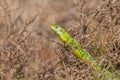 Western green lizard (Lacerta bilineata) basking in the sun in the brush Royalty Free Stock Photo