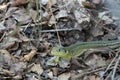 Western Green Lizard, Lacerta bilineata Royalty Free Stock Photo