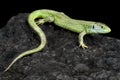 Western green lizard (Lacerta bilineata) Royalty Free Stock Photo