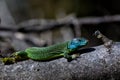 Western Green Lizard Royalty Free Stock Photo