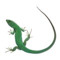 Western Green Lizard on white Royalty Free Stock Photo