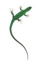 Western Green Lizard on white Royalty Free Stock Photo
