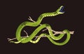 Western green mamba in attack posture. Venomous snake on tree. Tropical cold blooded animal on branch. Exotic serpent