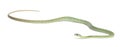 Western green mamba - Dendroaspis viridis Royalty Free Stock Photo