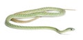 Western green mamba - Dendroaspis viridis