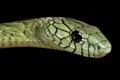 Western green mamba Dendroaspis viridis Royalty Free Stock Photo